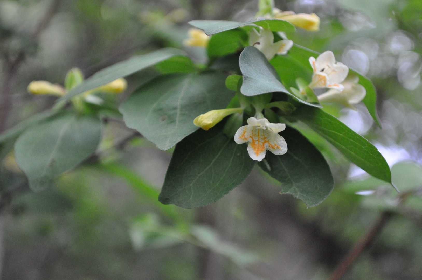 癒し②🌼