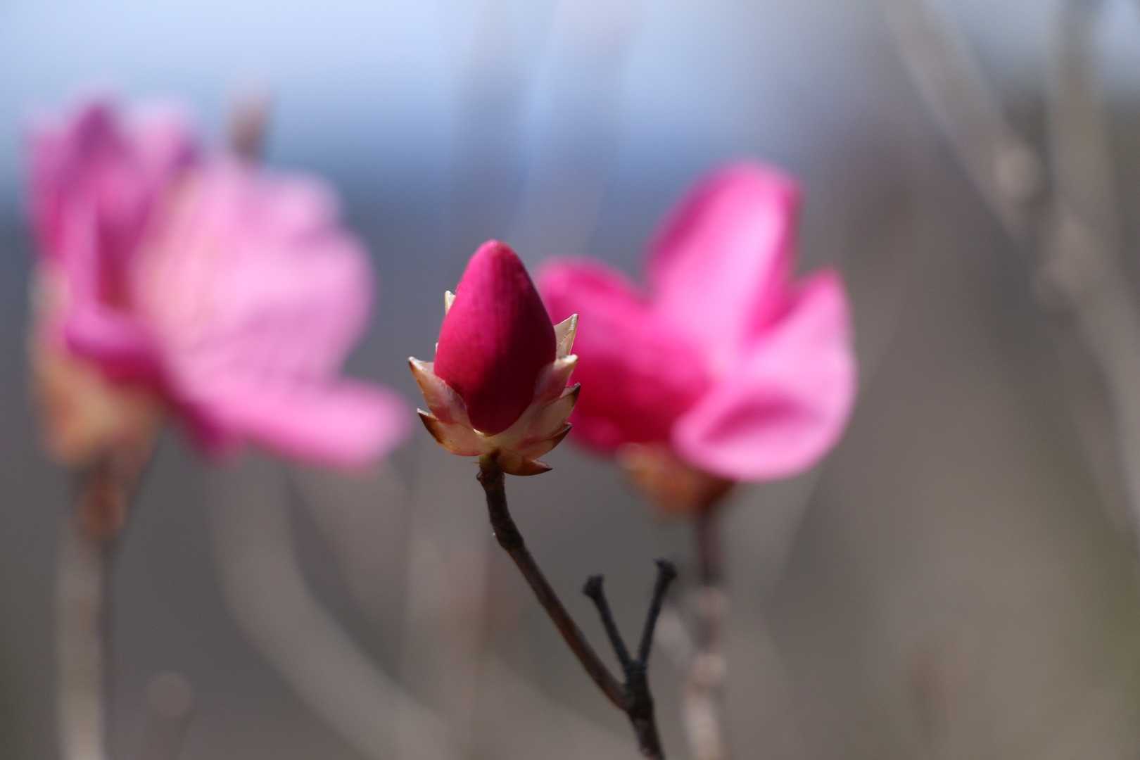 🌸1週間後が見頃かと思います🎶