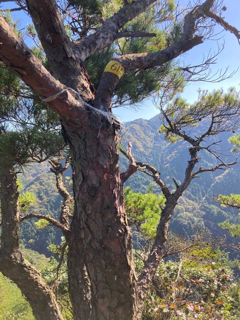 紅皿山山頂に到着⛰