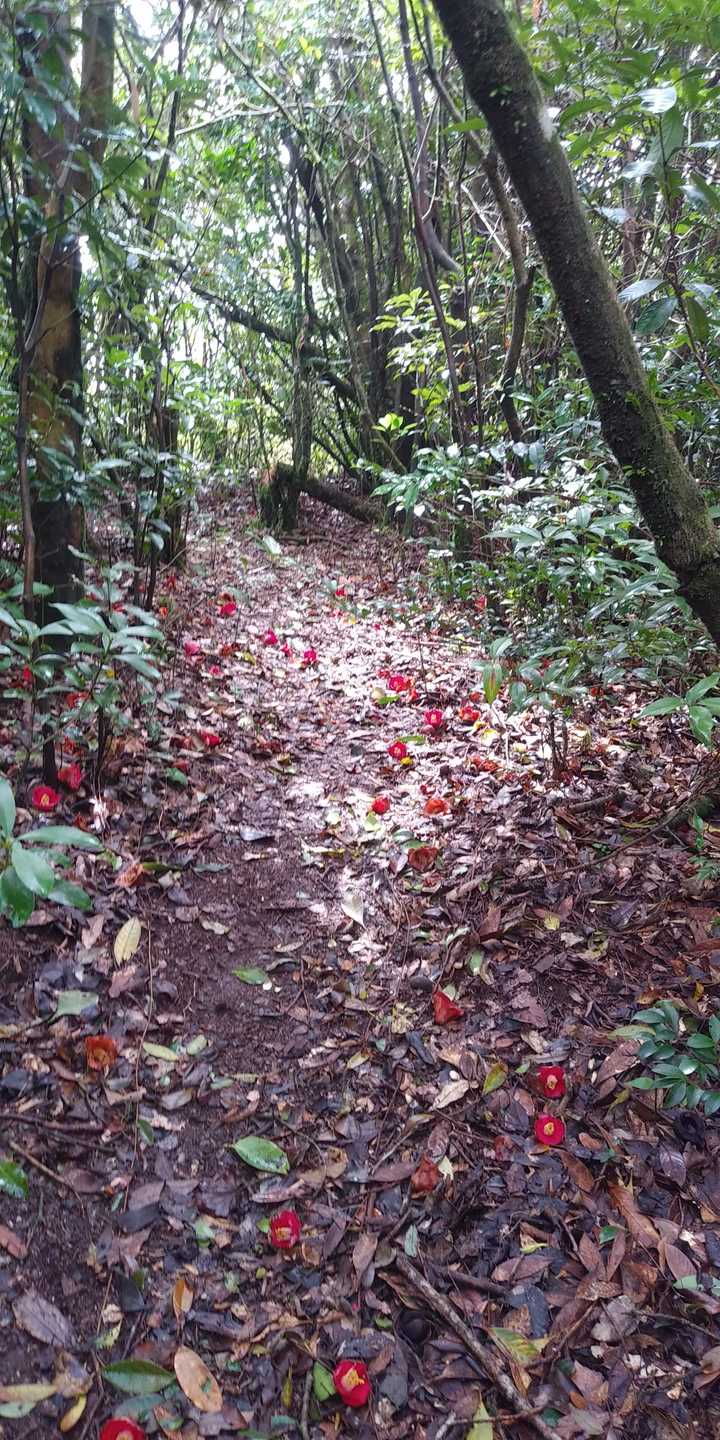 僕の邪念とは関係なくやぶつばきの赤い花が登山道を彩ってキレイ😊