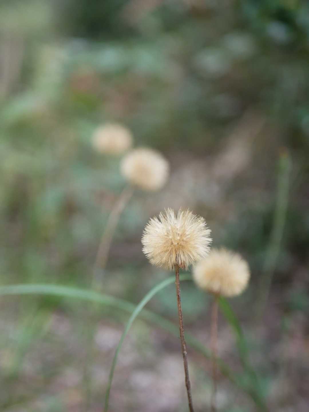 これは？
タンポポの綿毛のようだけど？