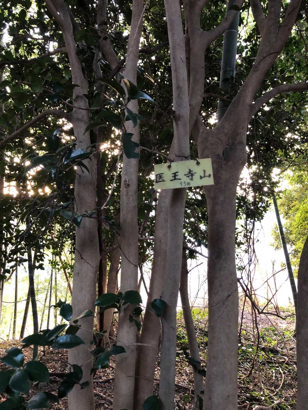 医王寺山