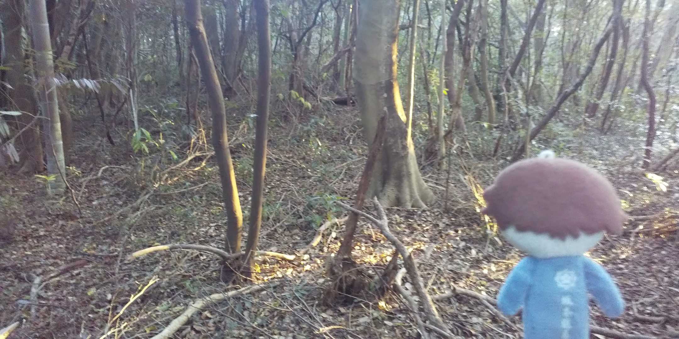 それとも、コレか？

似たような木がたくさんあって分かんねぇ(  ˶¯ ꒳¯˵)

とりあえず茶臼山、ピークハント🎵