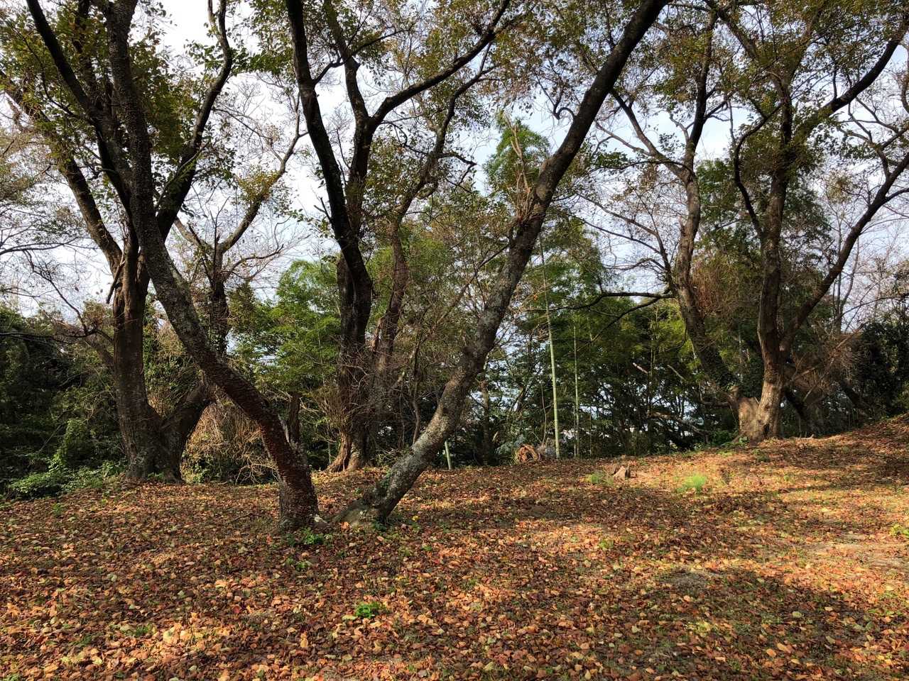 広い山頂には桜の木がたくさん。
春は桜がキレイだろうな🌸