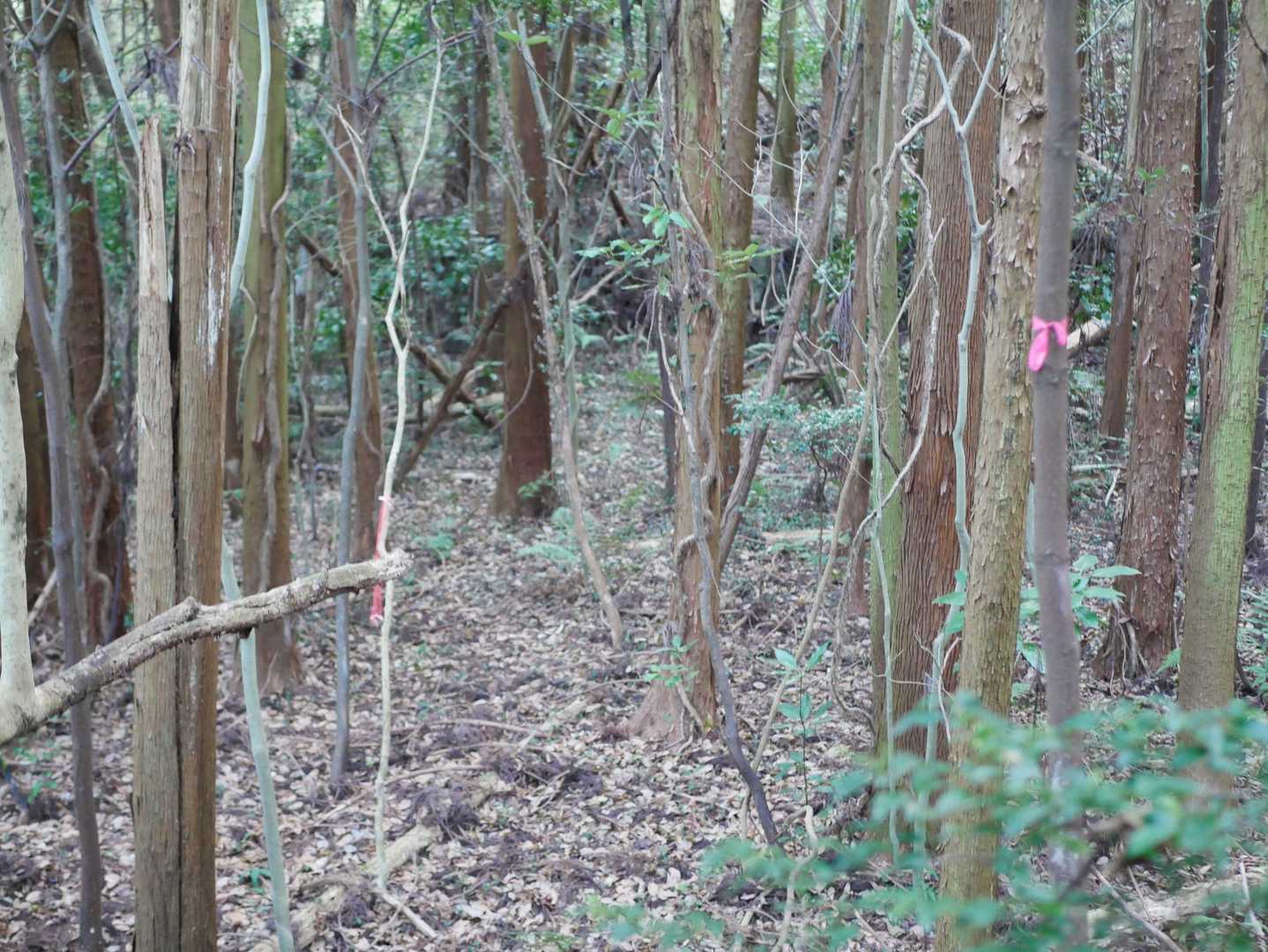 下ってますが色々なルートがチラチラ有るようで余計困る🥲
こんな分かりづらい道なのに、かよこさん速いよー😳‼️
そっかーワタシ道見つけるの下手だわ💦
高い所も苦手とか１人で登ってる時は気付かんかったねぇ
わざわざ高い岩に登ろうなんて気になったことなんか無かったからねぇ
課題が分かるってのも良いねぇ(*´ω｀*)