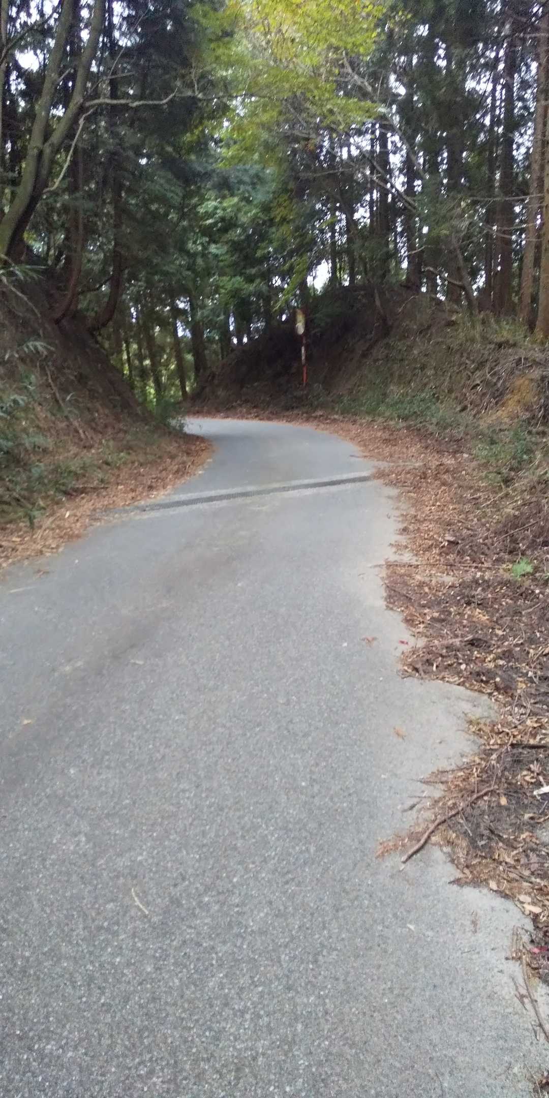 舗装道路を１分ちょい下る。