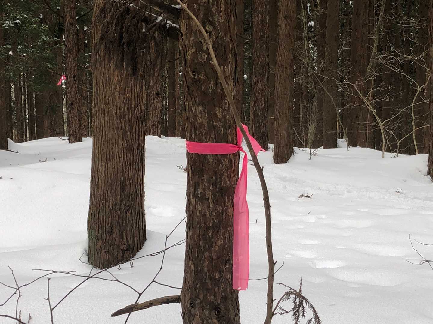 神社から尾根伝いに300メートルほどラッセルすると山頂付近です。