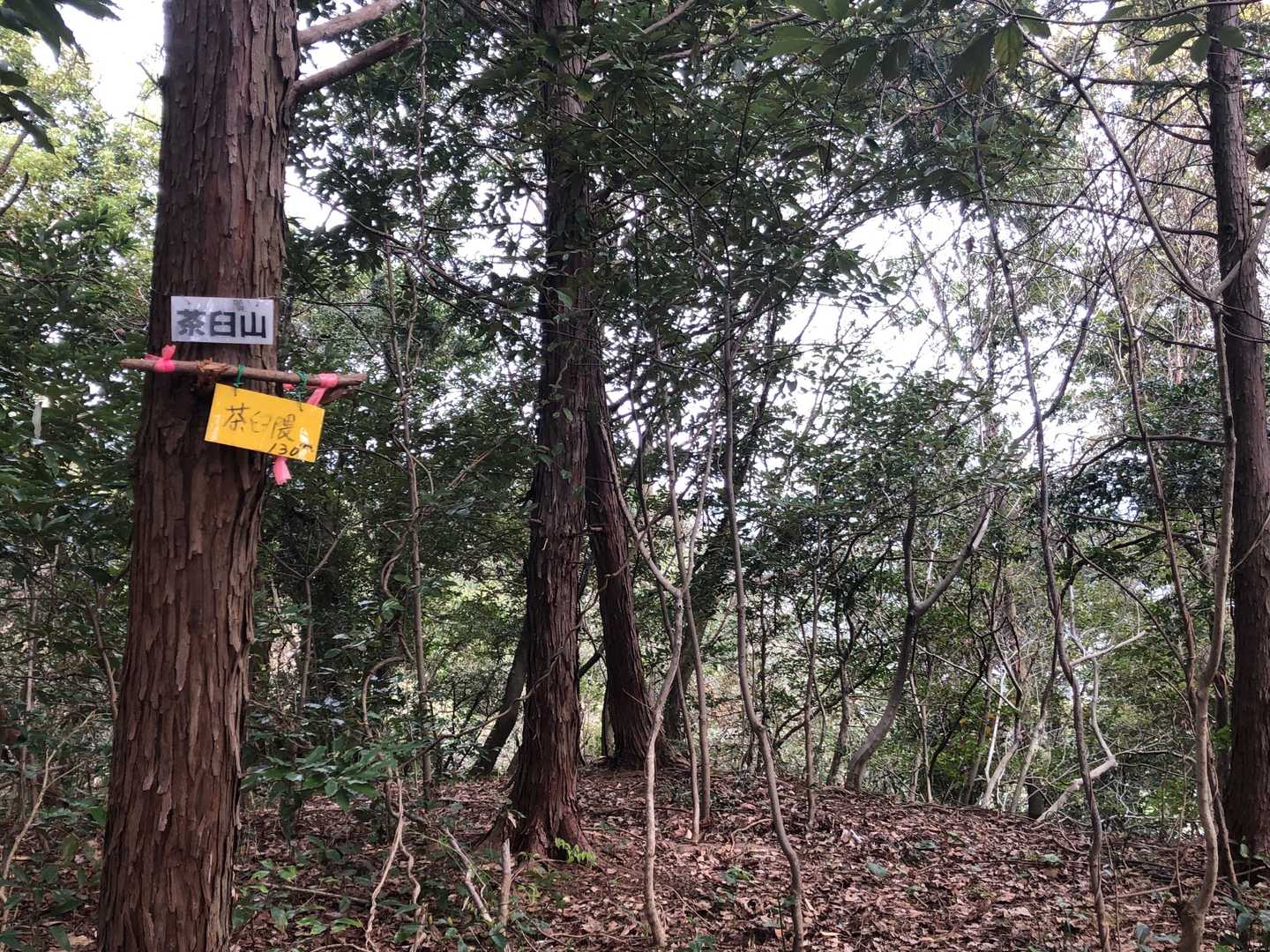 茶臼隈山♪
