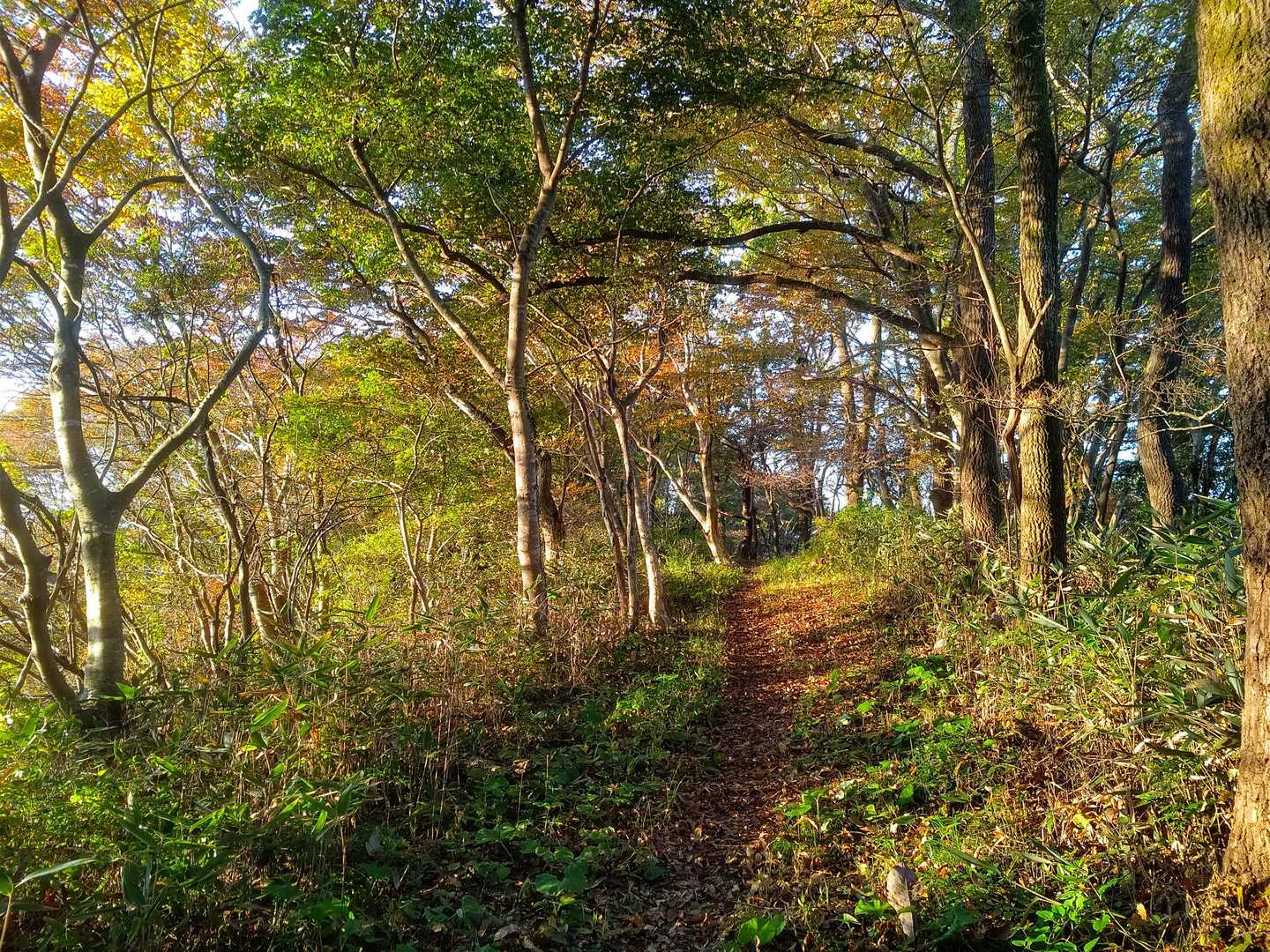 紅葉しそうな木がありそうなコースへ、南へ向かいます😊

たかぶつ山を越え