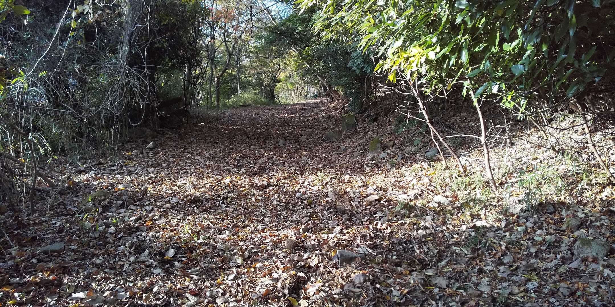 かなり幅広い林道を歩きます。

勾配を感じることなく、気持ちよく歩けました。
