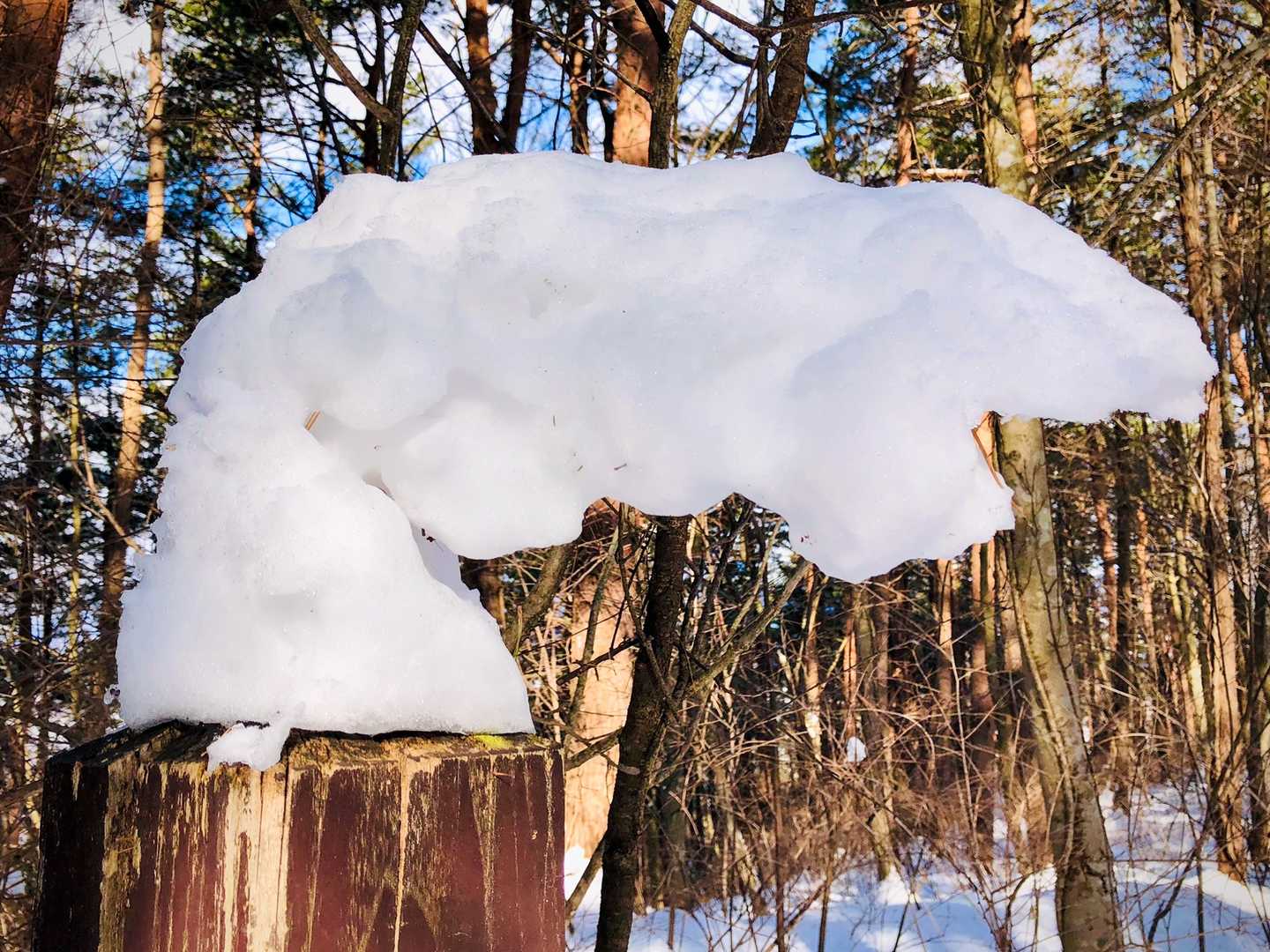 先に自然の作り出す造形美を夢中になって写真撮影をしていた相方の腕がチャームポイントのクルンとなっていた箇所(１５枚目の画像をご覧下さい)に当たってしまい破損。何だかガォーとしている動物みたいになってしまいました😿