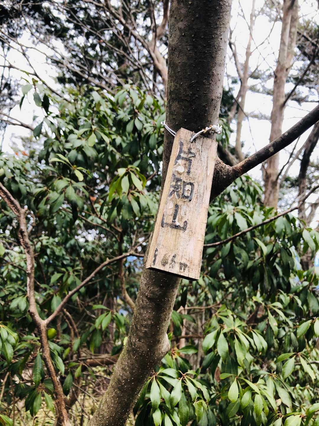 片知山の写真