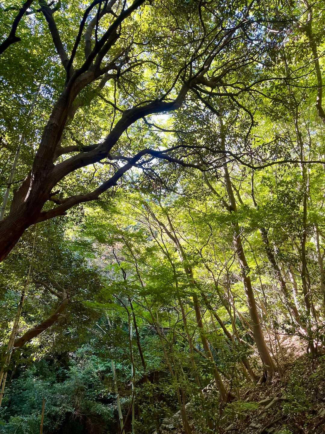 心地よき🌳✨