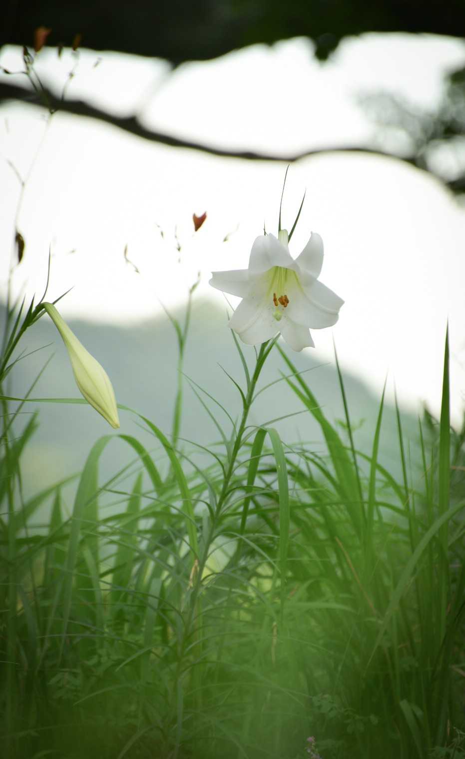 城山（大分県佐伯市大字鶴望）の写真