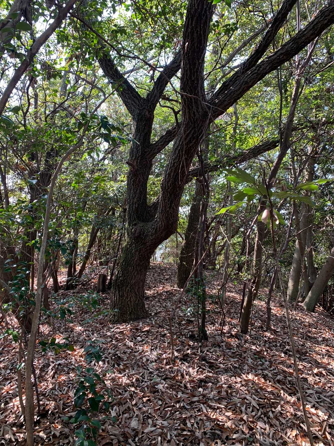金輪富士
古い名板がぶら下がっとる