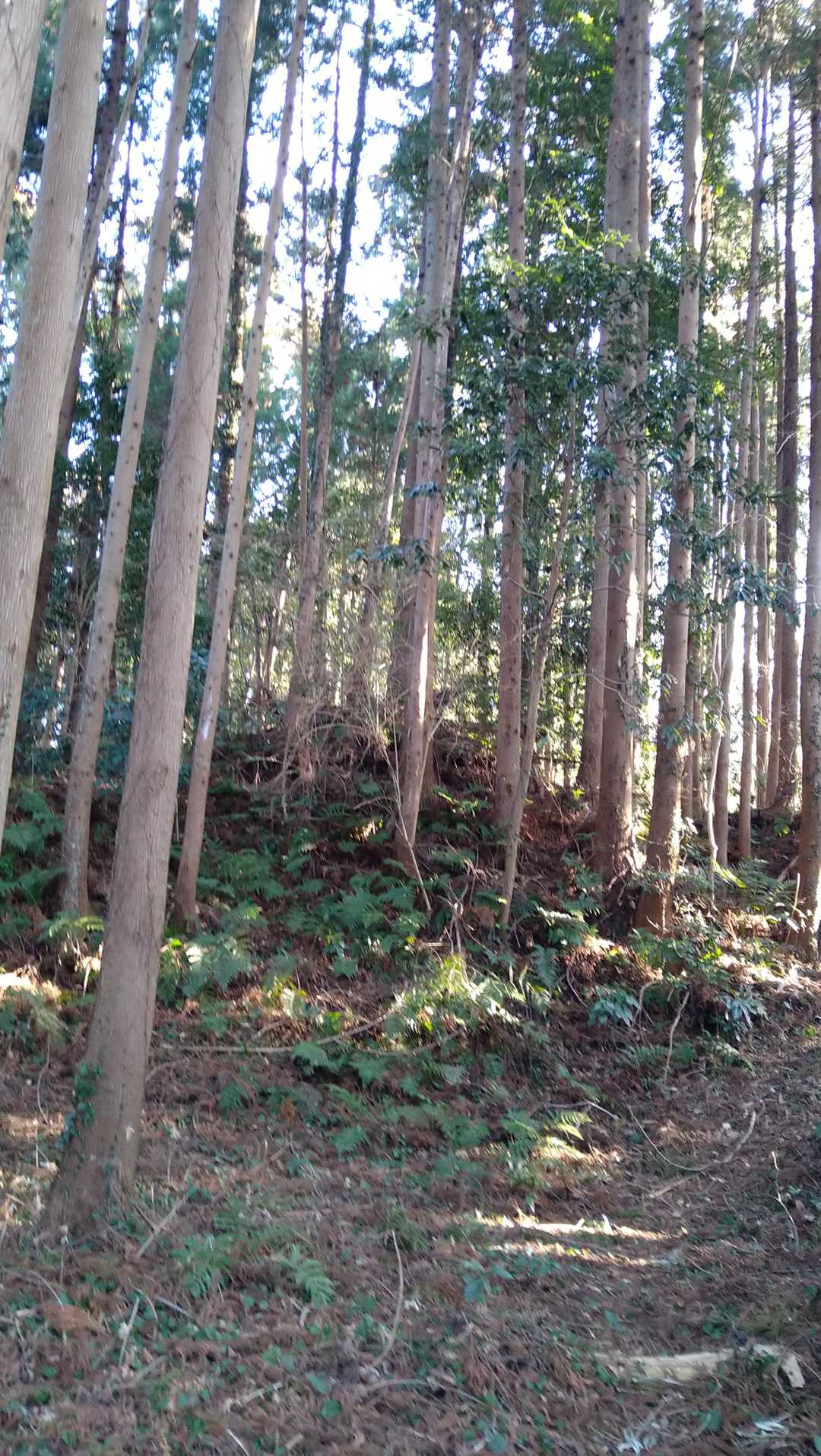 龍子山頂上(城跡🏯)