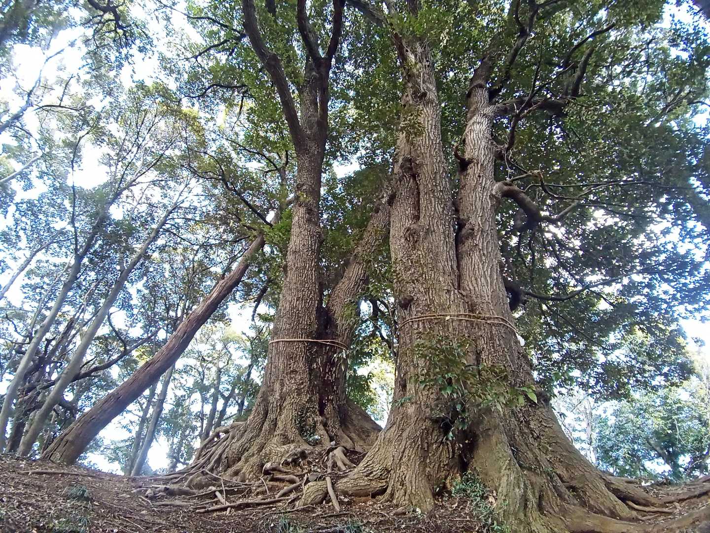 そのまま高取山の大木です。　説明読みそこねました😅