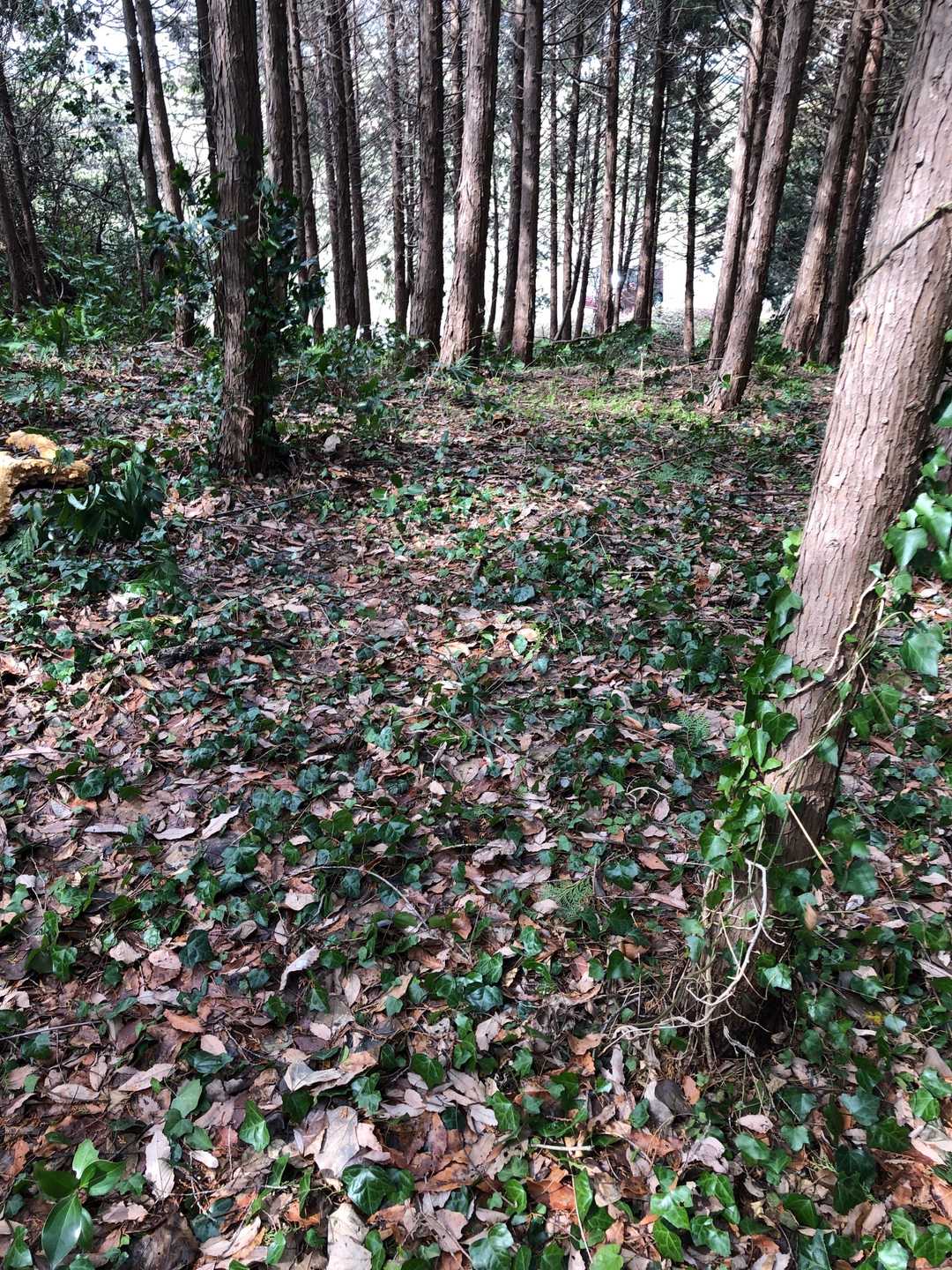丸山▲
登山道ありませんが安全に登れました。