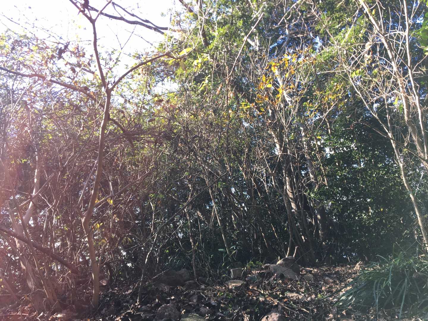 テープを頼りに登ってきてーーーー