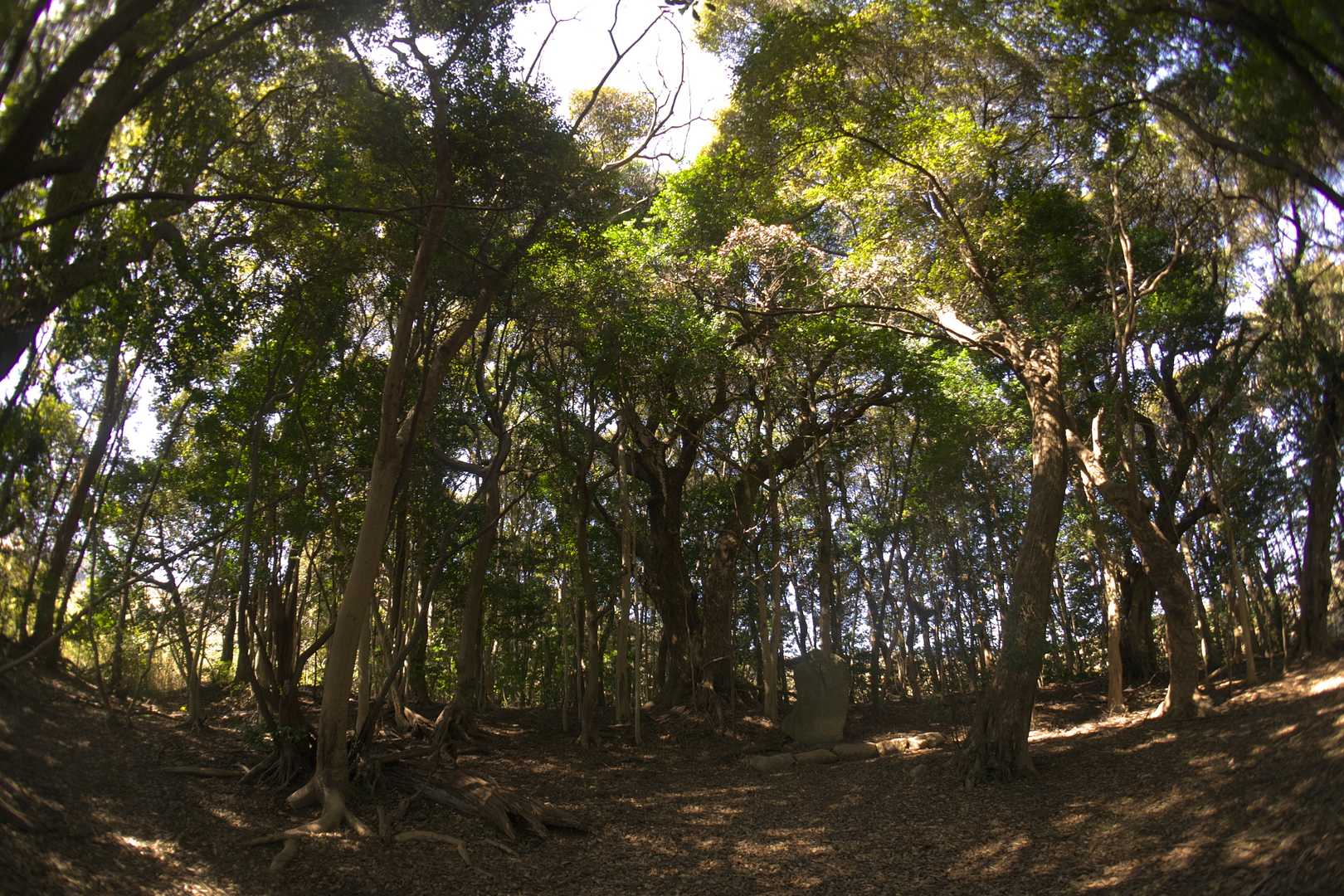 8座目「御越山」（尾興ヶ峯）
八幡様が降臨したのは宝城ヶ峯（のどこか）ですが、八幡様を祀ったのはここ、尾興ヶ峯です。