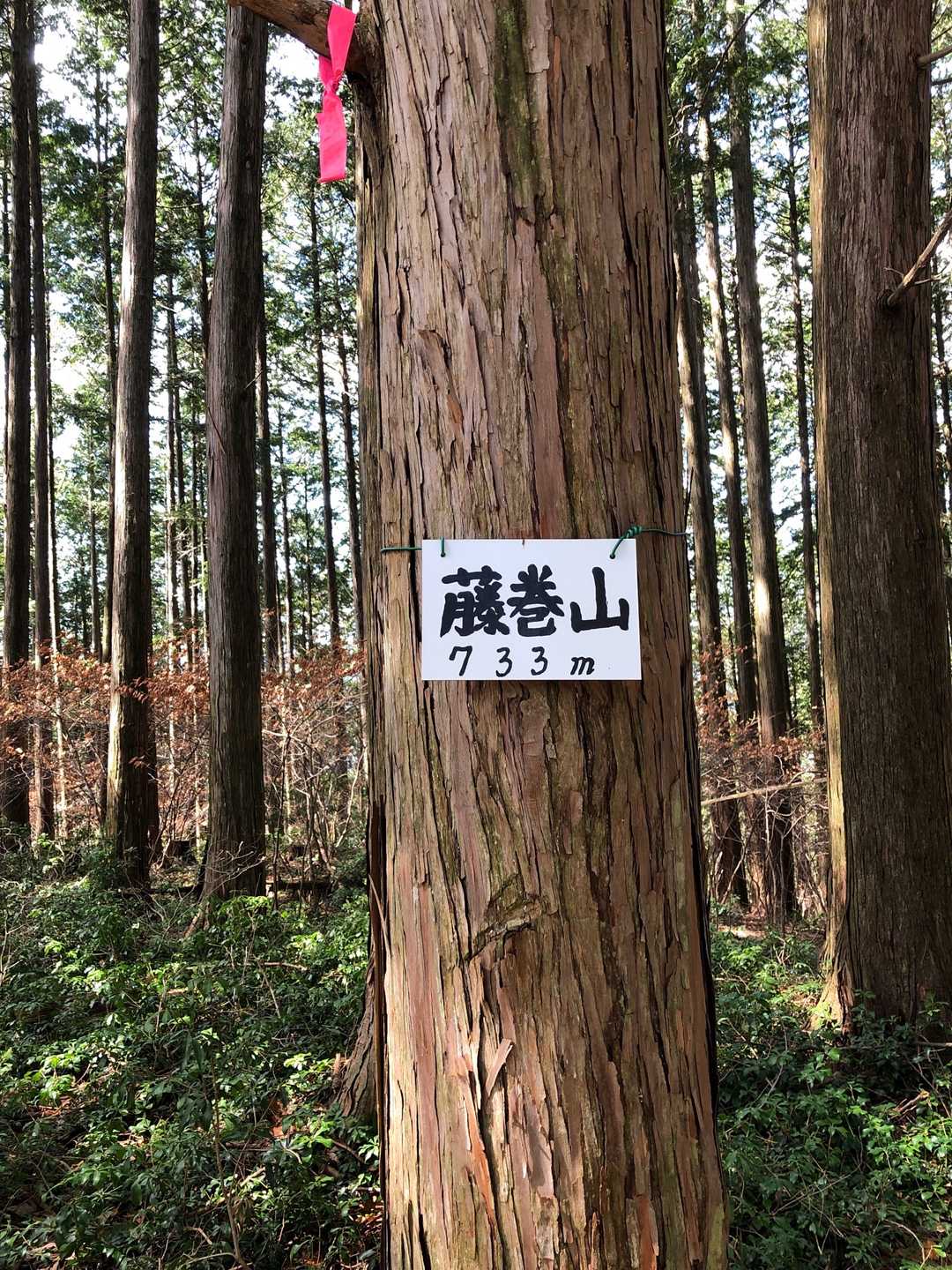 藤巻山⛰