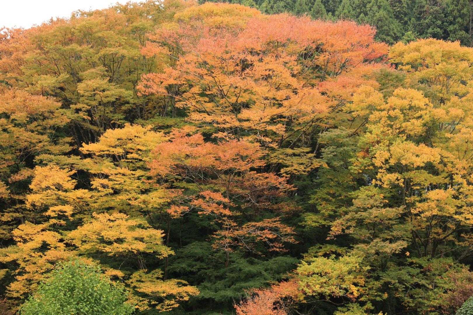 イイねぇ🍁