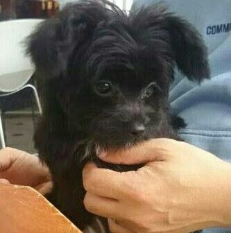 はなちゃんのパパ