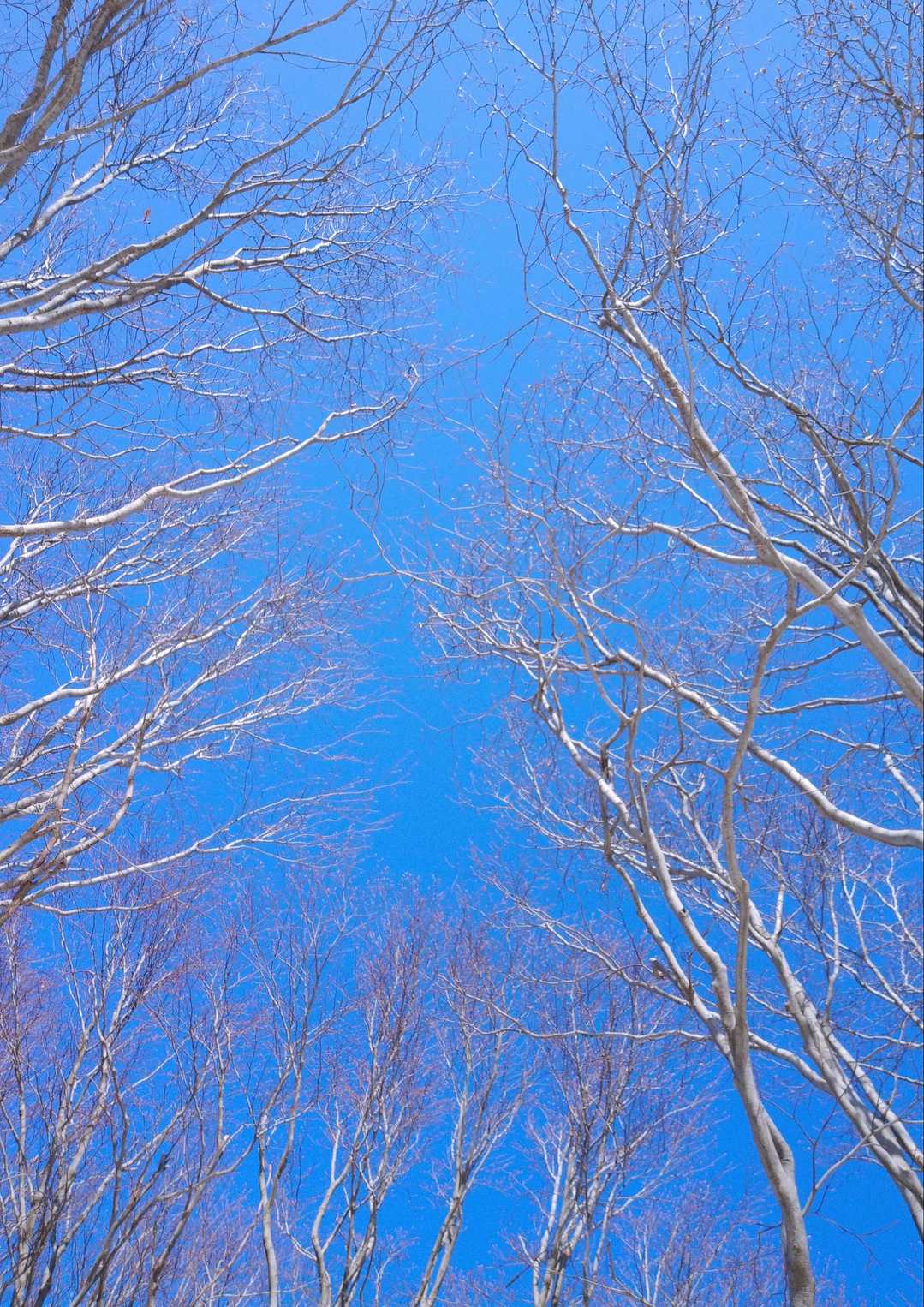 二王山（富山県）の写真