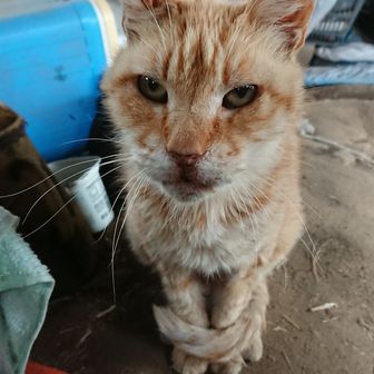 watari