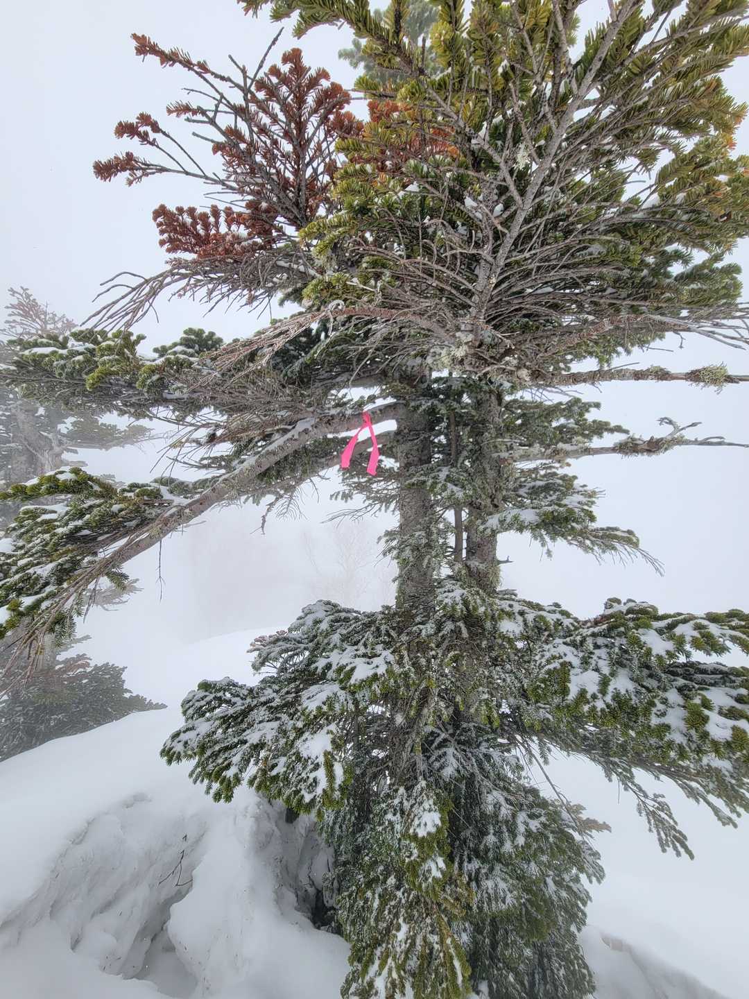 西大谷山の写真