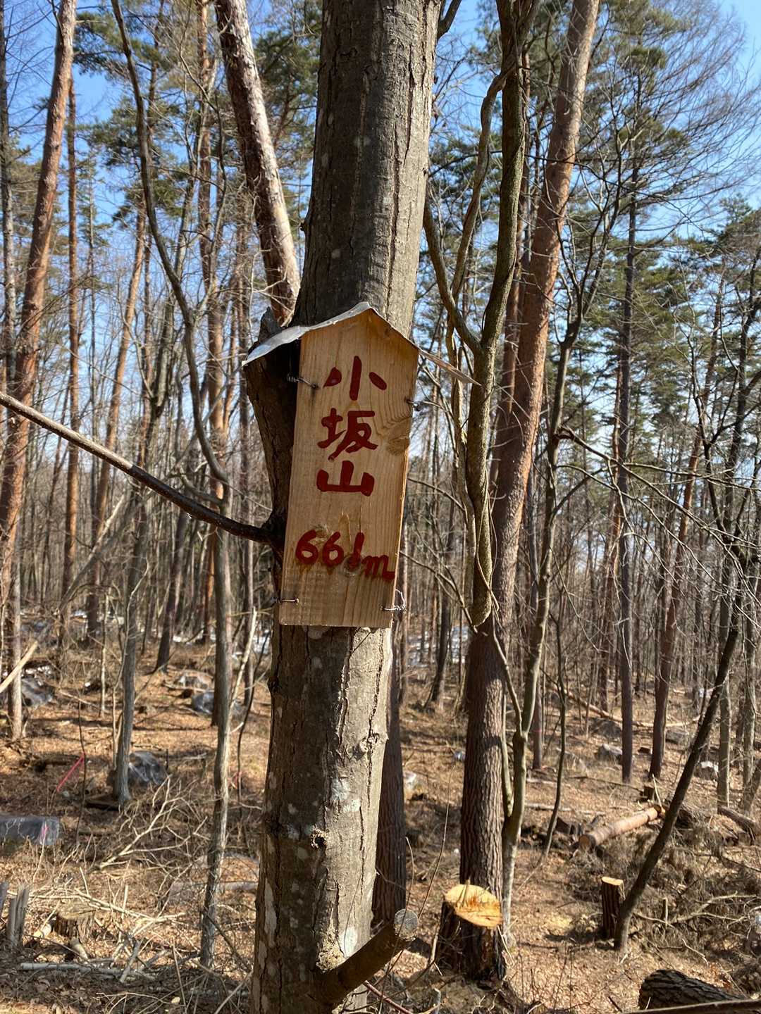 小坂山に到着しました。