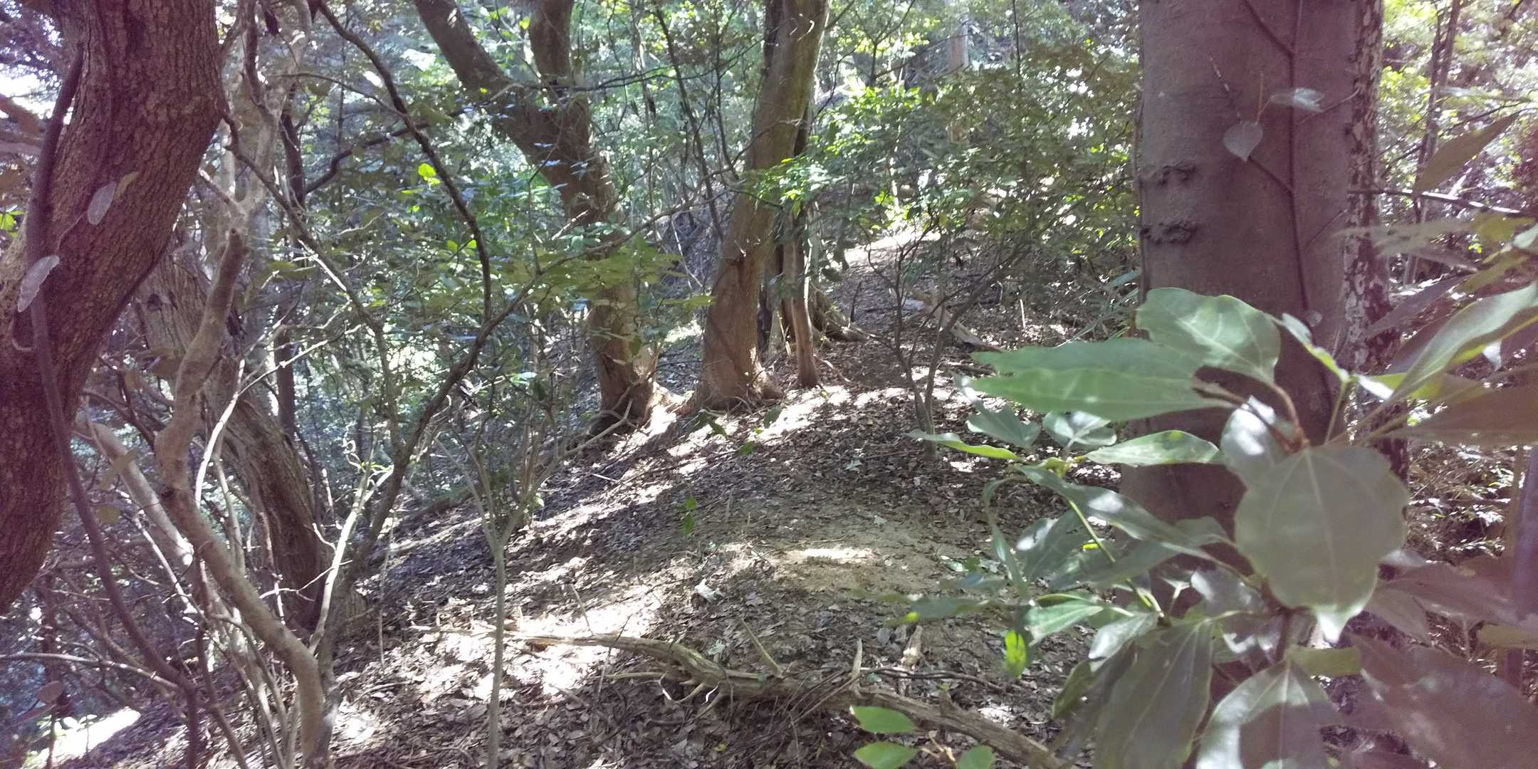 山頂には標識どころか、マイナー山あるあるなテープ印すらもなし。