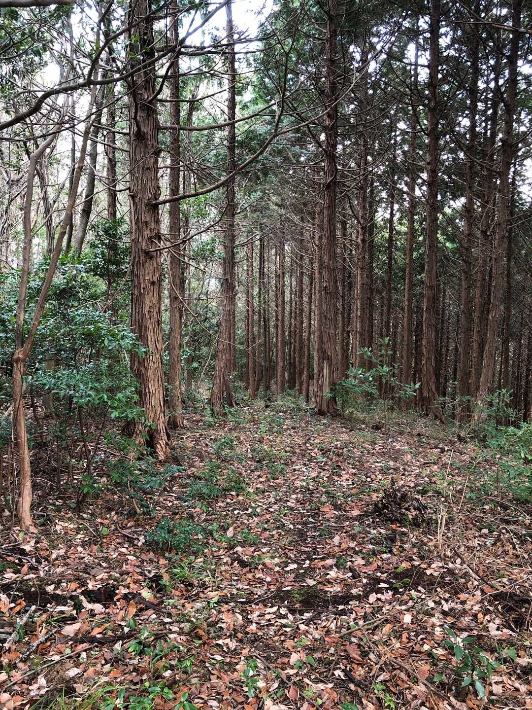 このまま帰るのも消化不良だったので、再び山頂まで登り返し、鉄塔巡視路へと繋がる道をたどってみます