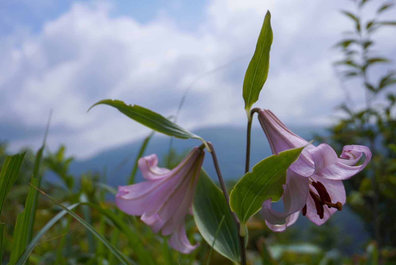 ピンクのべっぴんササユリ♡