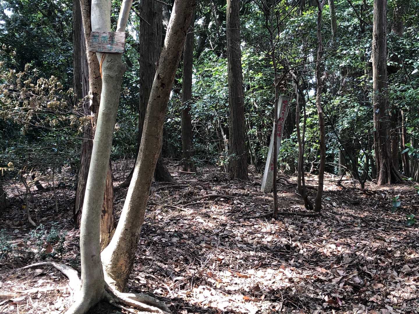 竹藪の荒れ気味の登山道から
帯隈山へ