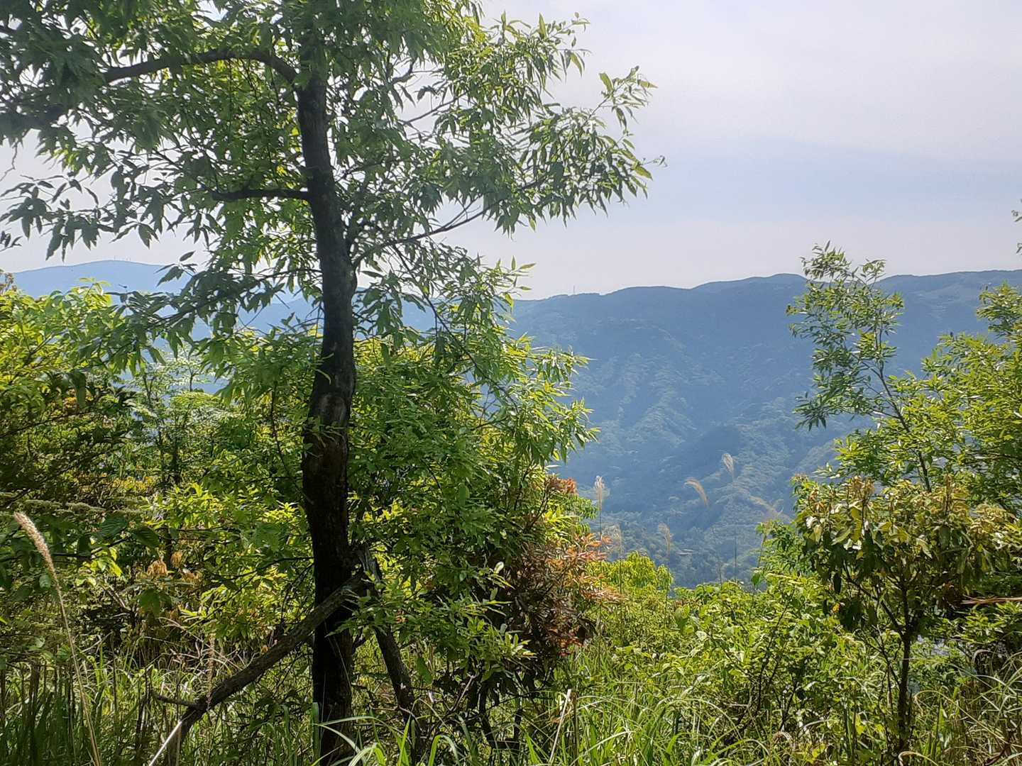 そこから、大関山(この辺りの最高峰)が鎮座する国見山地を眺めて、下山する。