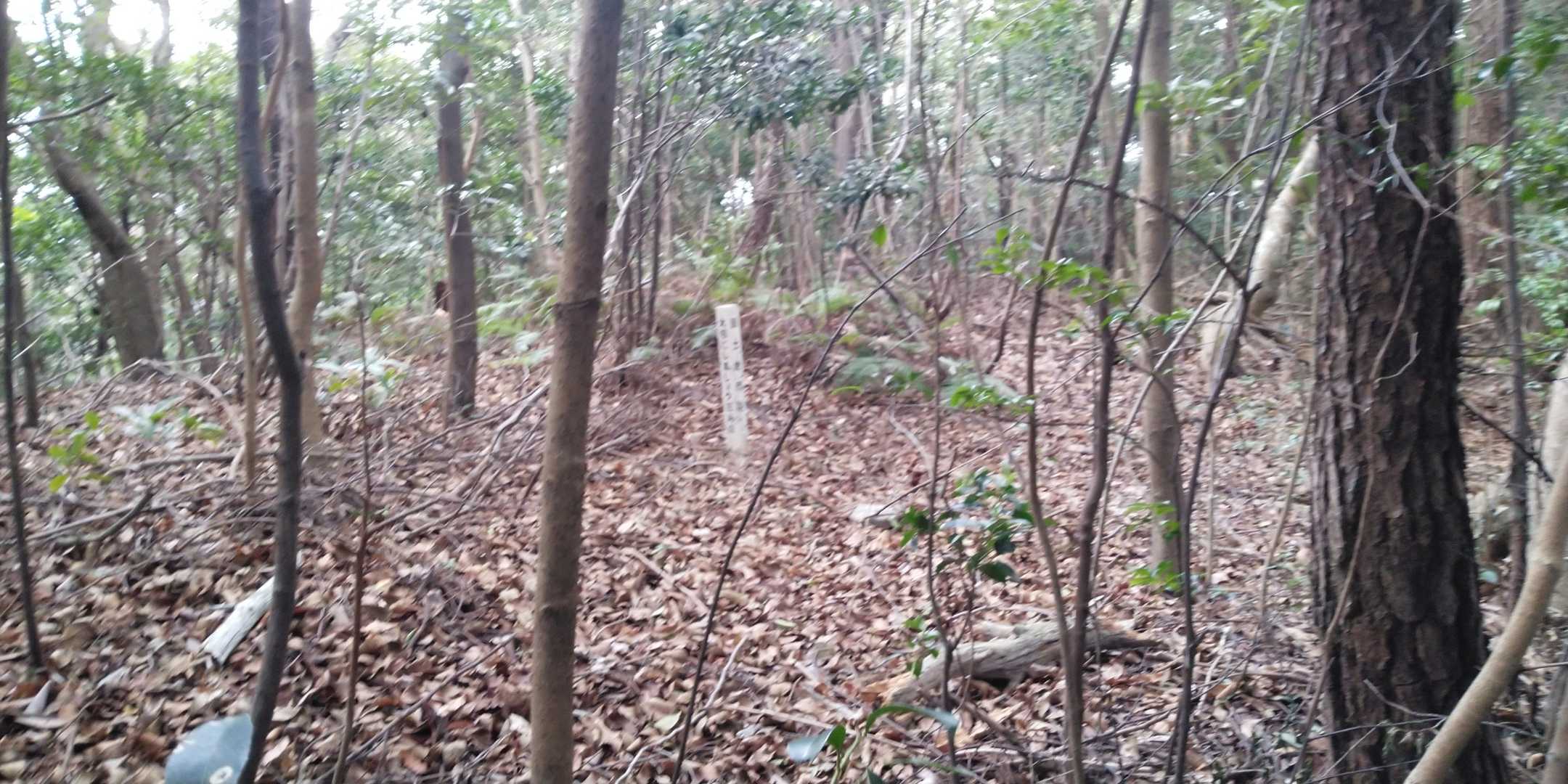 山頂です。