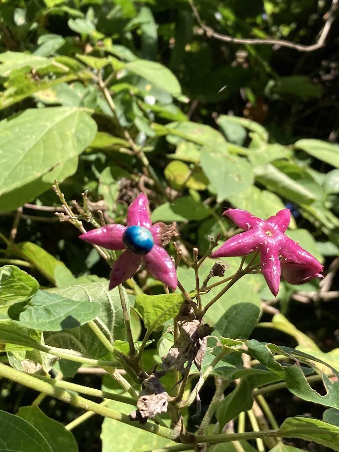 多分他の惑星から来た花🌸