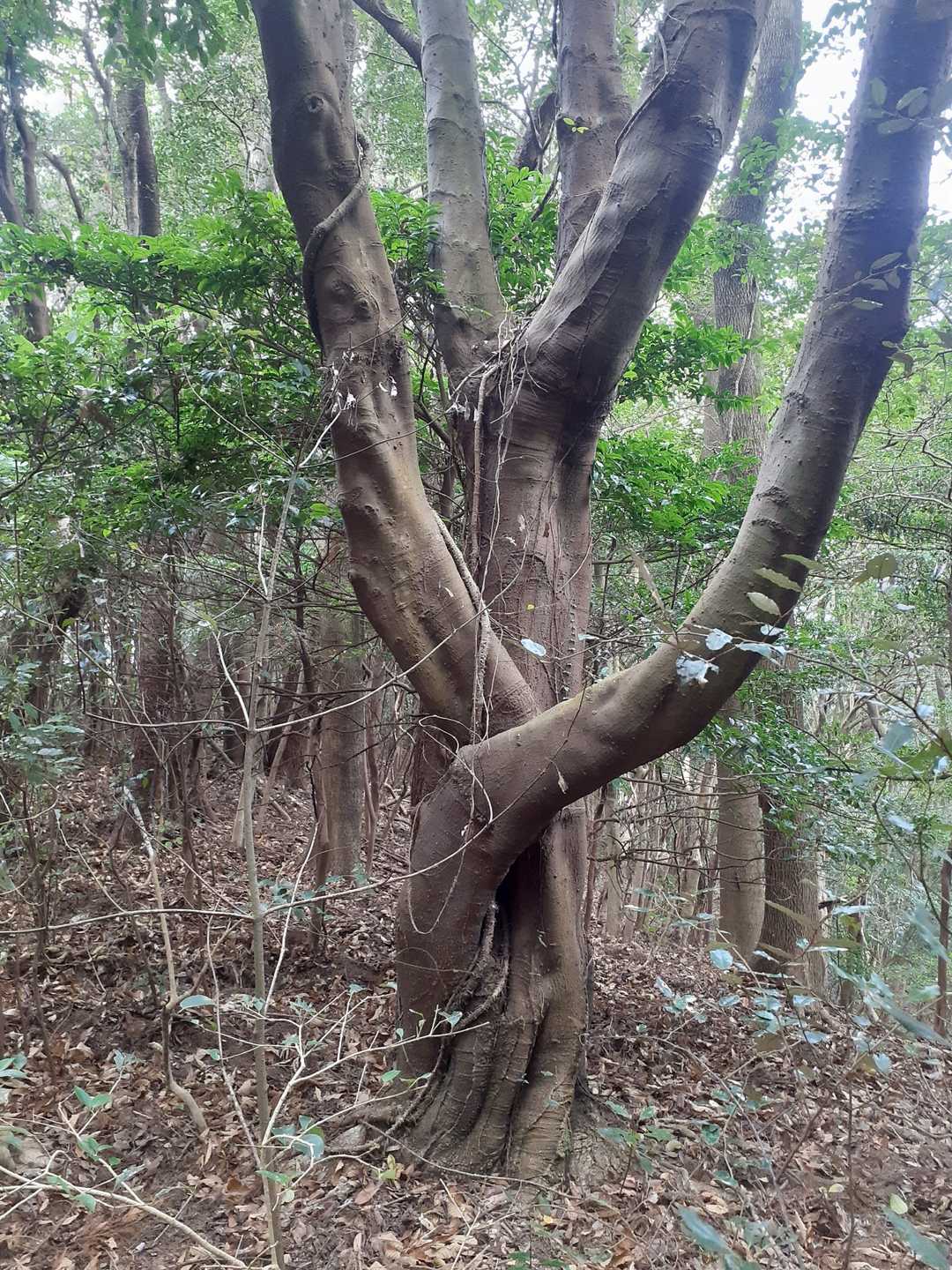 「ダメ～🙅‍♂️」…っとポーズしている木を眺めて終了→次の神花山に移動した。