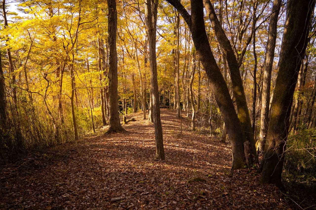 西音森山の写真