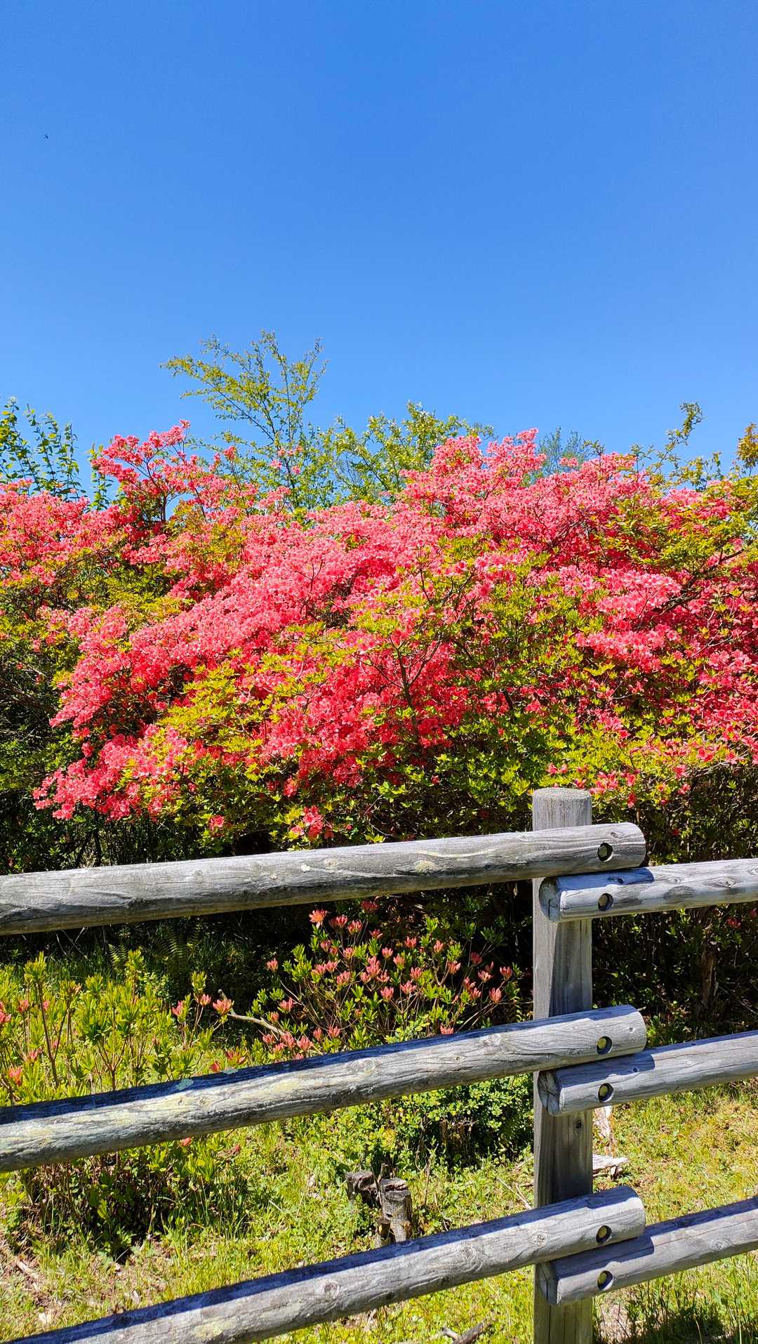 ここゎツツジがキレイでしたよぉ🌸✨鮮やかです😊👍