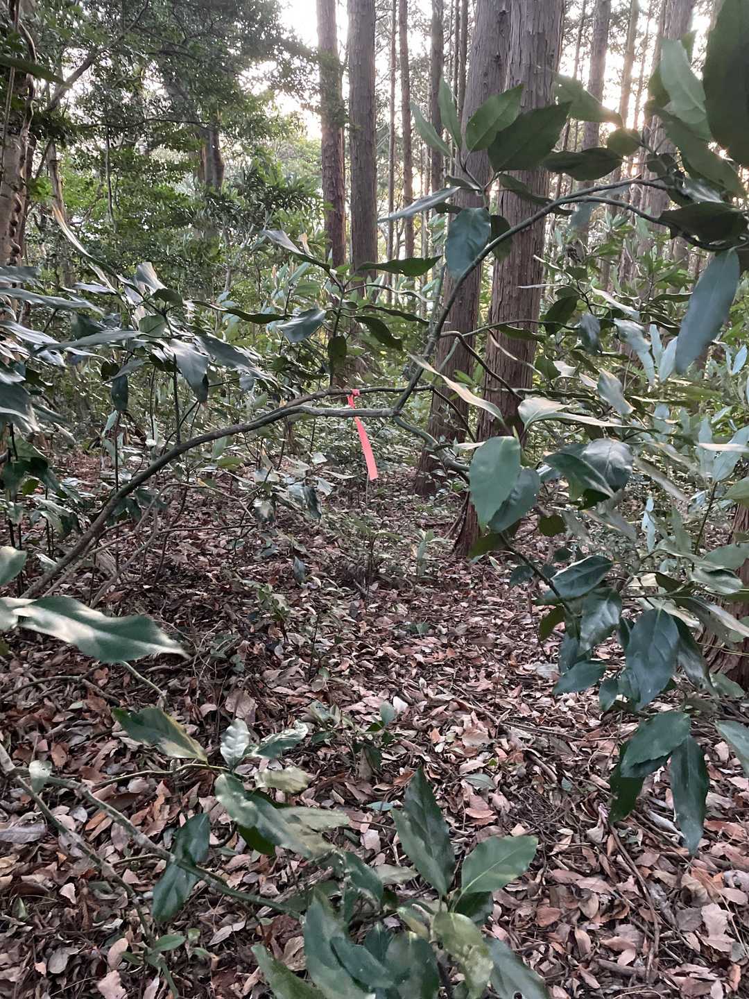 宝積寺山、頂きました~~~😩
山頂標識ナシ。
テープがあるので行ってみたけど続くピンクテープ🎀発見出来ず(私だけかも)