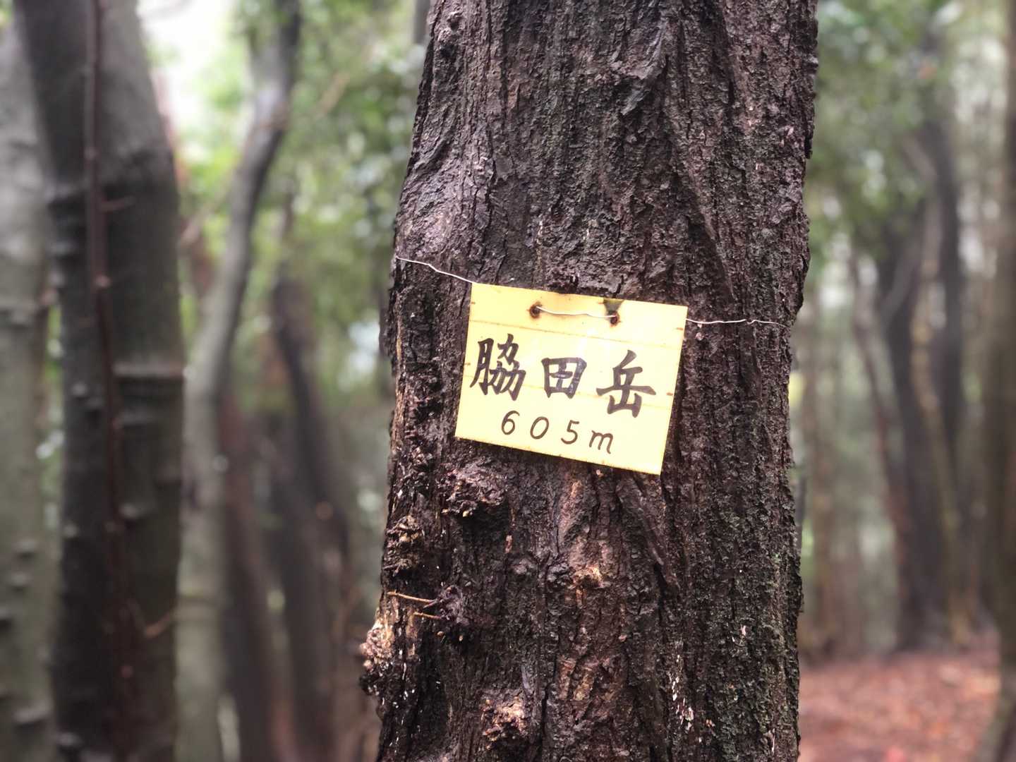 激登りした割には縦走路に入ったとたんに整備された林道になり幻滅😓...さらに「脇田岳」の山頂は眺望のない暗い木立でがっくし...😇

脇田岳の先にもたくさんのピークがあるので攻めたかったのですが、今日は時間の都合があってピストンで下山しました⛰下山中はずっと雨に祟られ、登りよりもさらにツルツル滑りながらの激降りになりました💦そして雨が強くなったためでしょうか、馥郁（←なんて読むんだっけ...💧）たるミツマタの香りも無くなっていました😆

そんなこんなで、みなさんの活動日記の軌跡がミツマタ群生地までの往復になっている理由のわかる登山でした😅