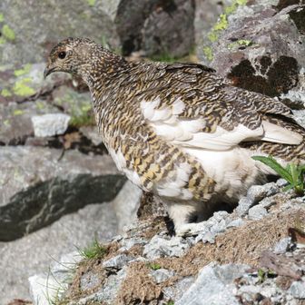 ネギなしラーメン