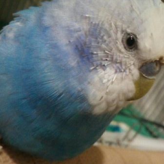ぴよぴよ とりにく