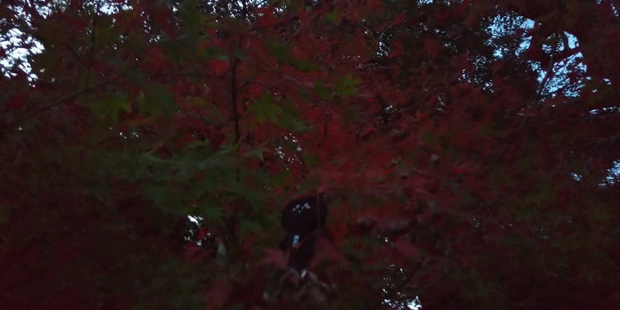 紅葉。