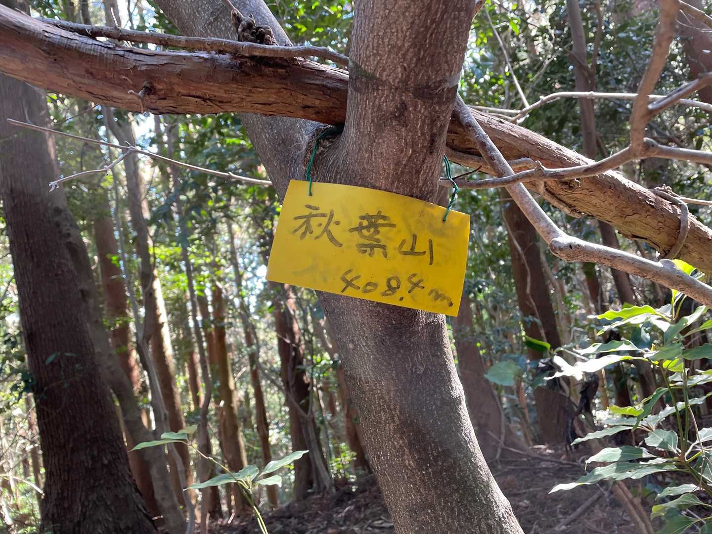 秋葉山山頂

直登の急斜面の法面😱
（写真撮ったつもりが😭）