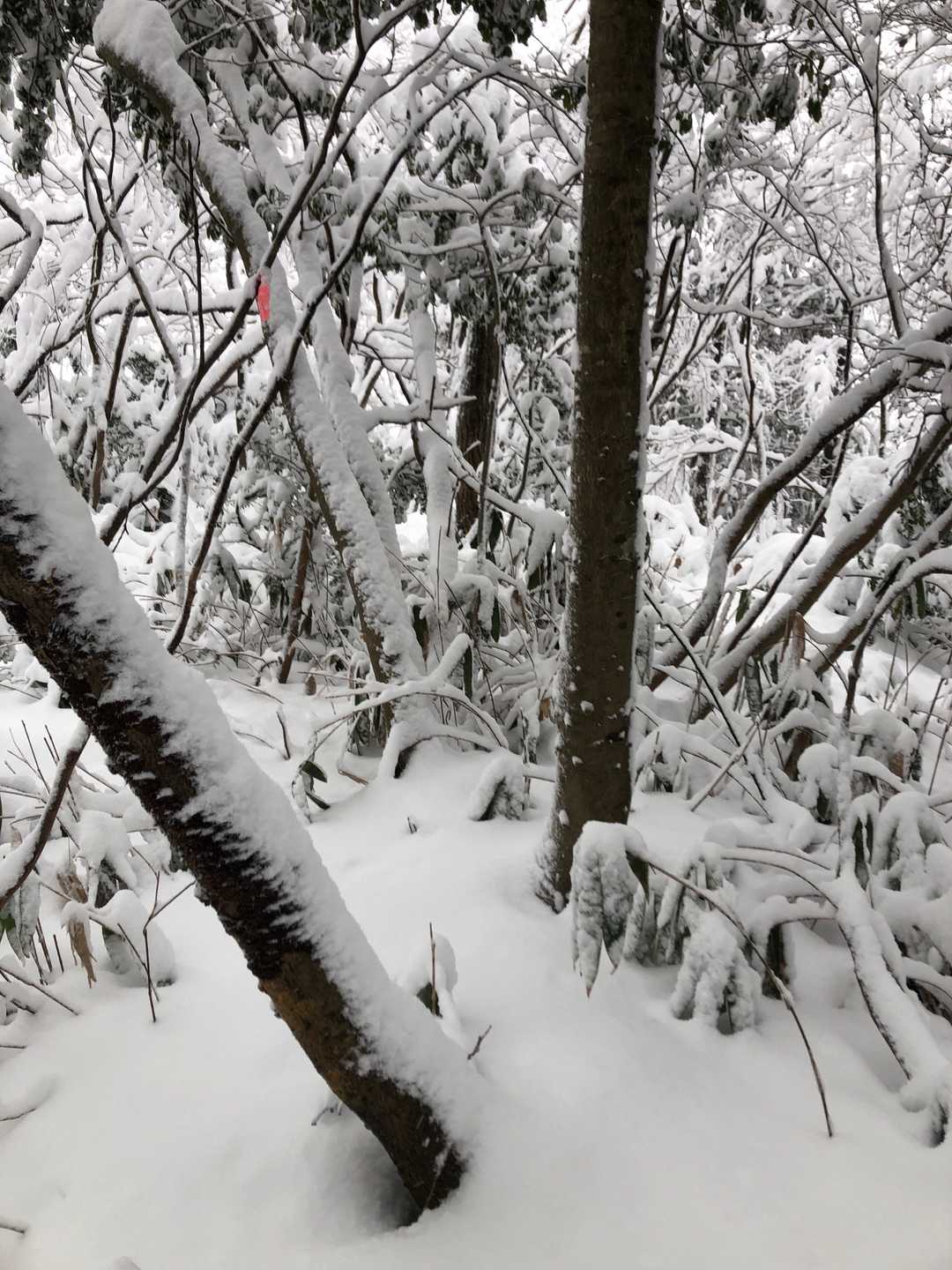 奥山の山頂に到着。
ピンテあるよ👀
