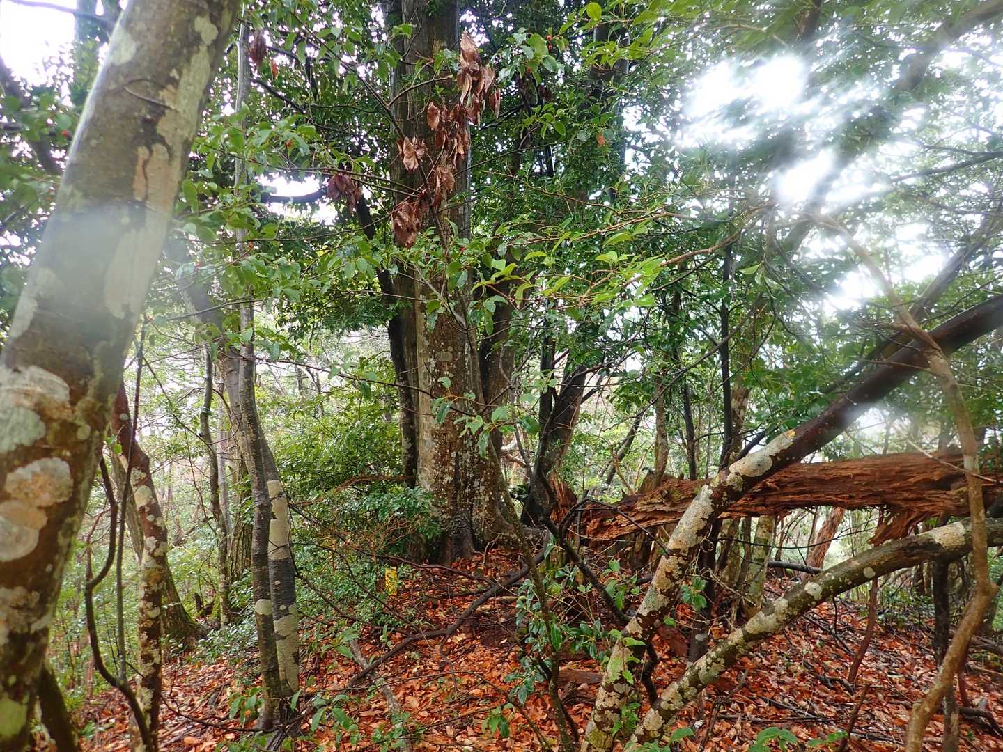 いちばん高い、このあたりがランドマークがある明事山山頂かな？
目印はなかったと思います