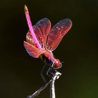 袴腰のベニトンボ